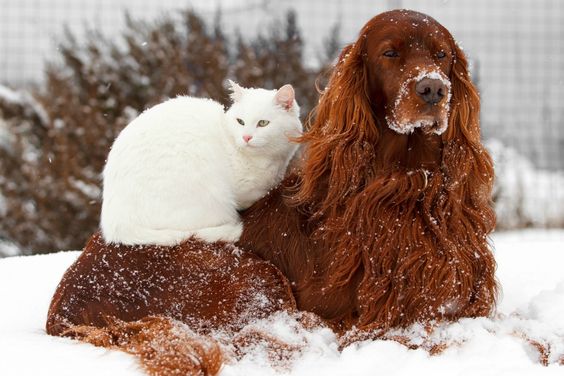 Are Irish Setters Good With Cats?