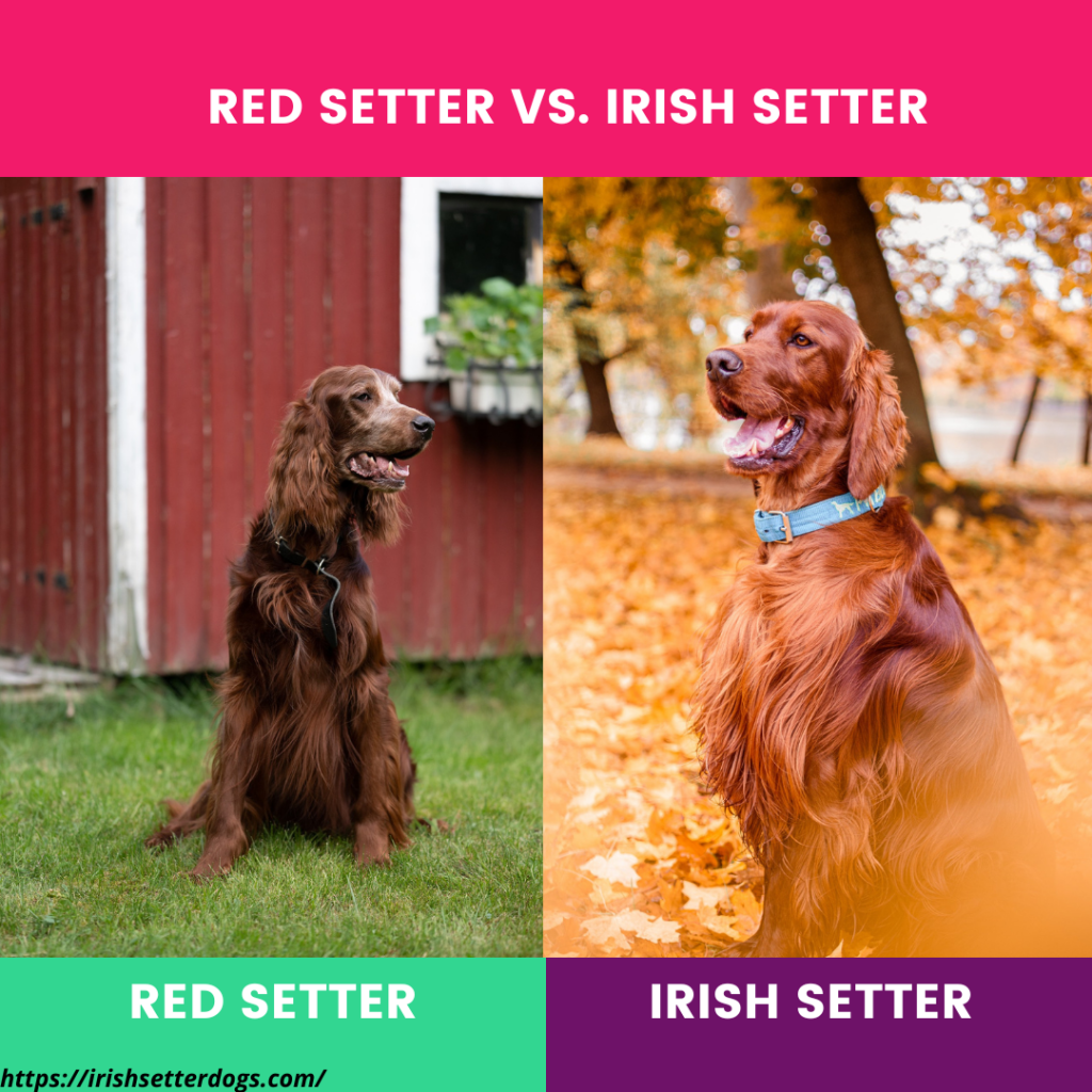Red Setter Vs. Irish Setter