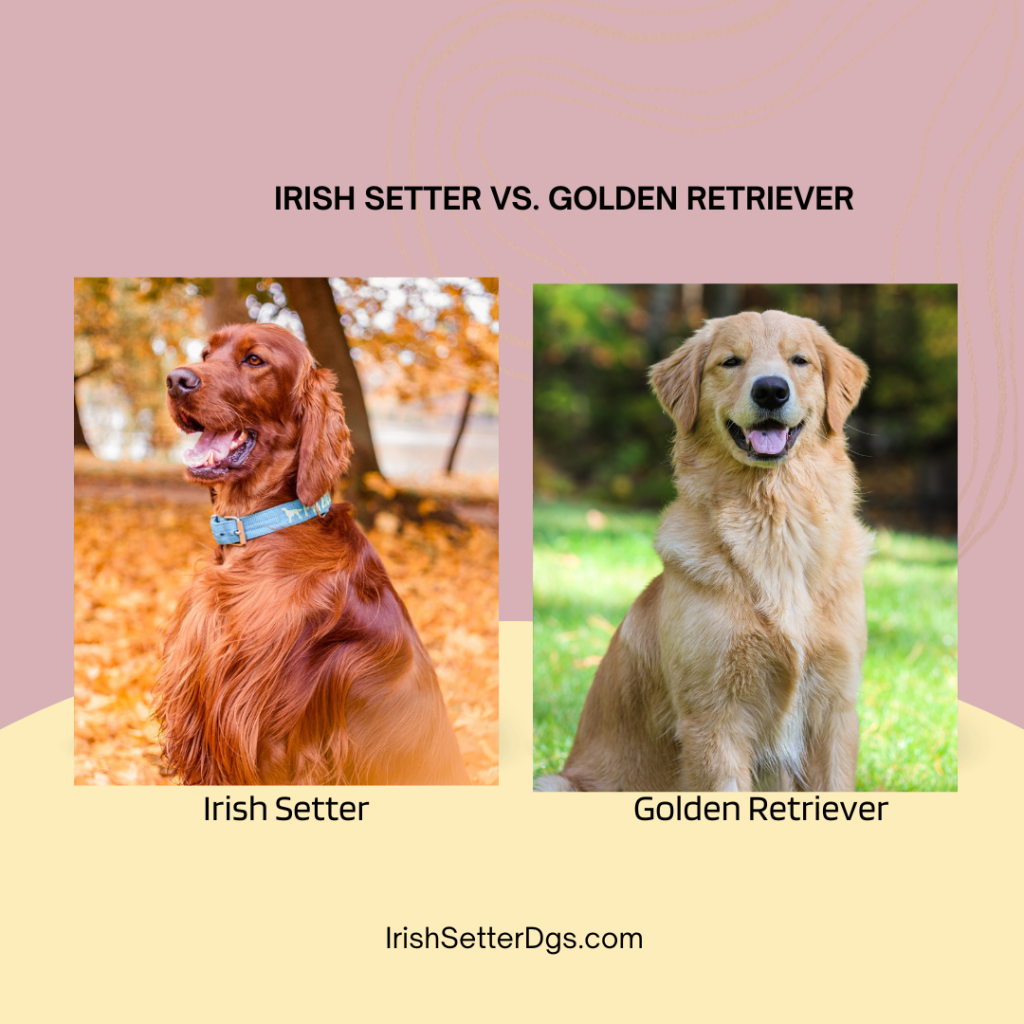 Irish Setter vs. Golden Retriever