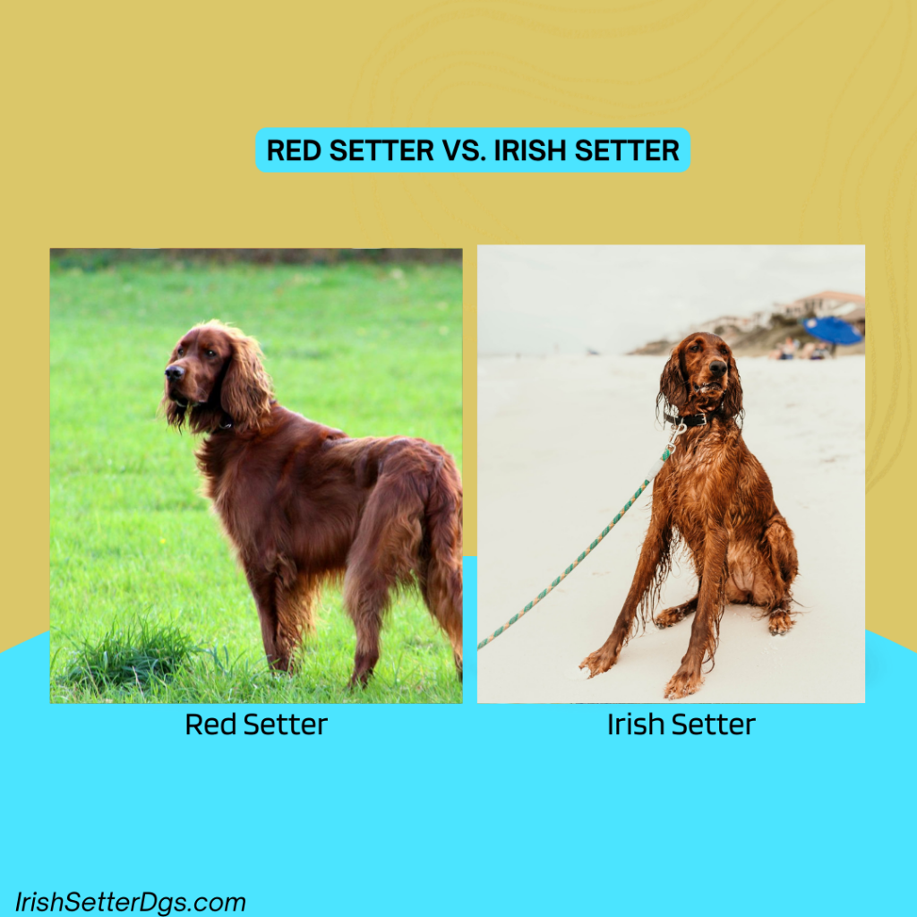 Red Setter Vs. Irish Setter