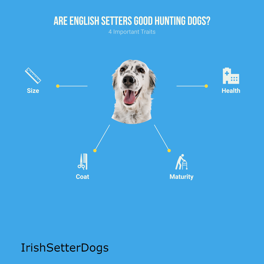 are english setters good hunting dogs