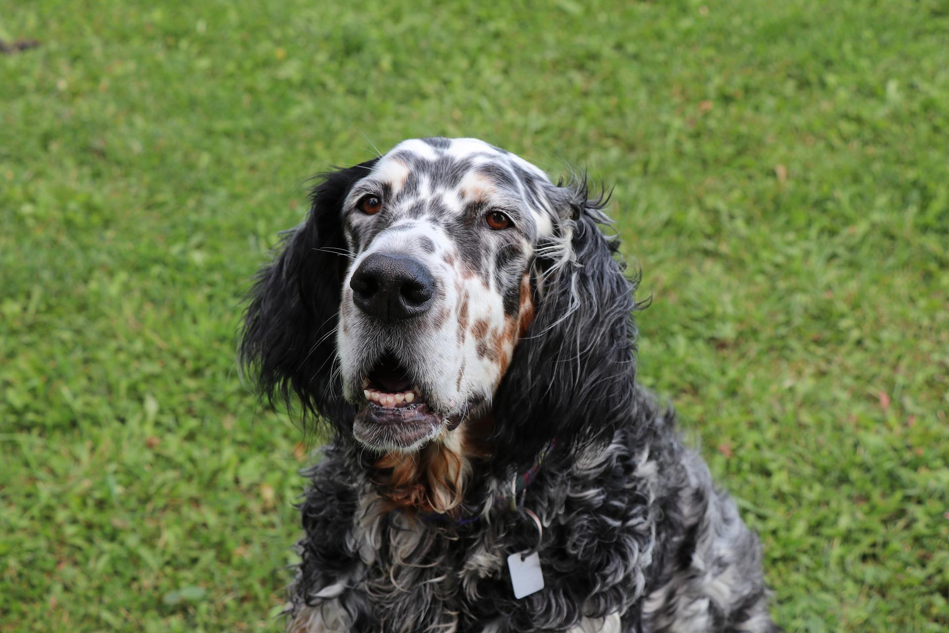 are english setters good hunting dogs