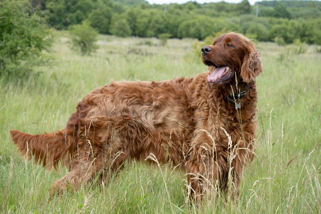 big irish setters