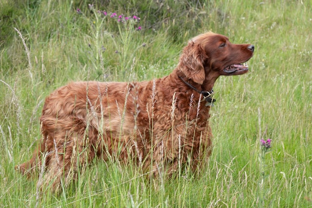 Big Irish Setters: Size, Risks, Cost, and MORE! - IrishSetterDgs.com