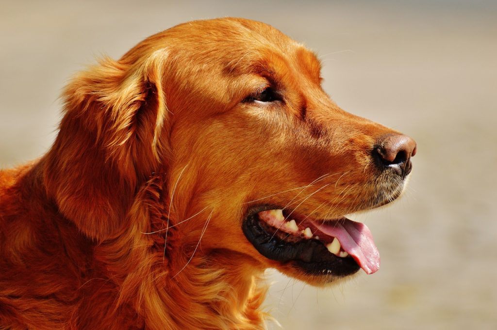 Irish Setter Colors Chestnut