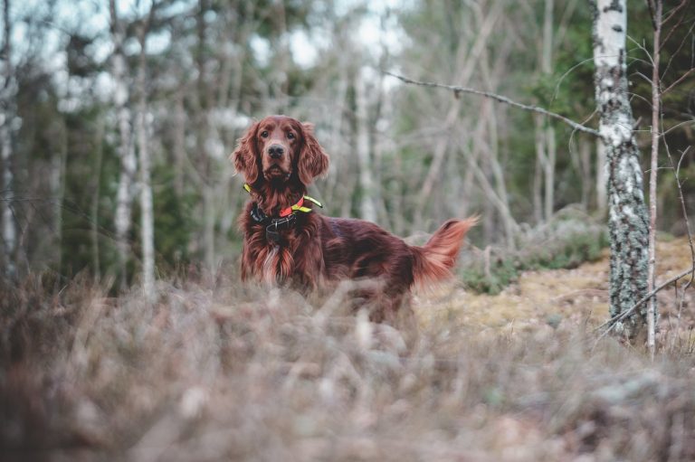 are-irish-setters-smart-the-breed-s-intelligence-irishsetterdgs