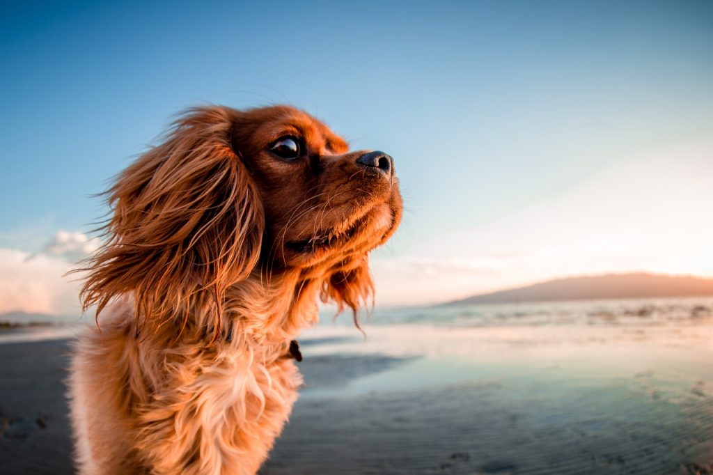 The Irish Setter Colors Chestnut