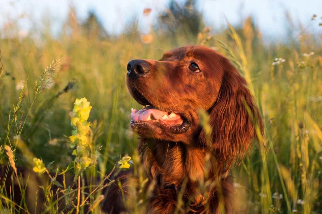 Are Irish Setters Aggressive?