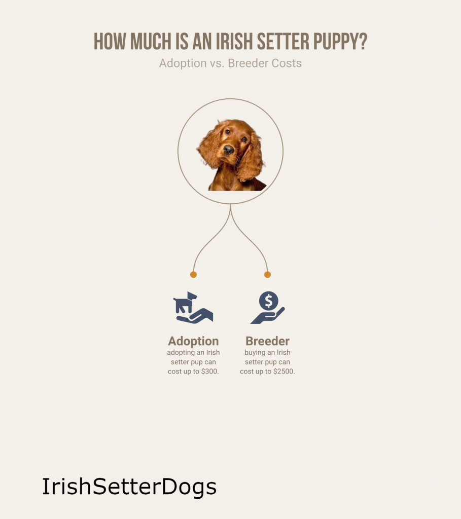 how much is an irish setter puppy (infographic)