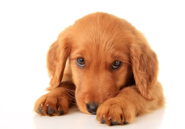 how much is an irish setter puppy (featured image)