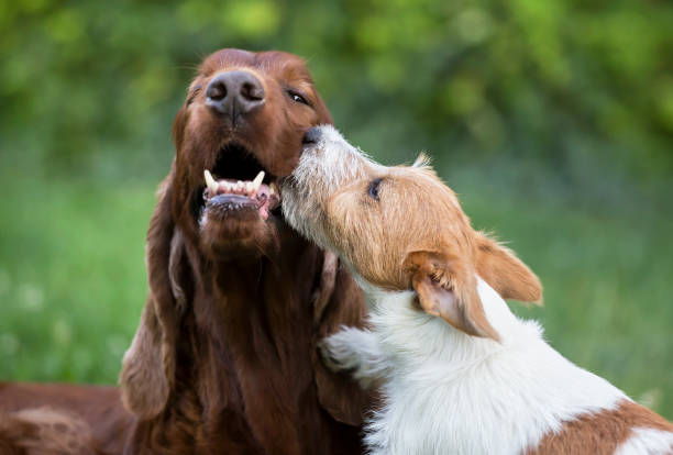 Irish Setters With Other Dogs