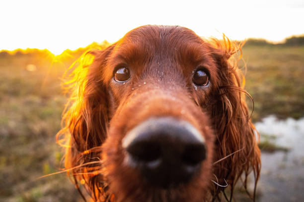 Tips to Keep Your Irish Setter Healthy