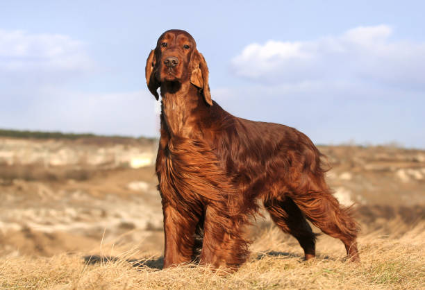 Why Do Irish Setters Shed So Much?