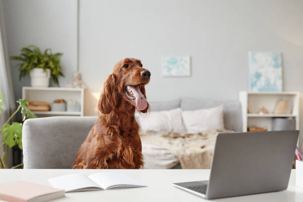 What Tasks or Jobs Can an Irish Setter Help With