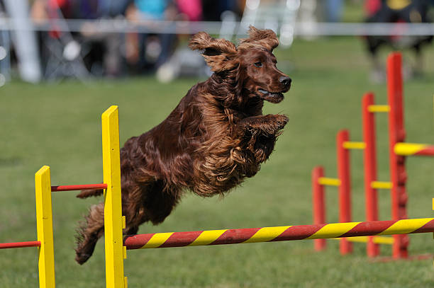 How To Train Irish Setters