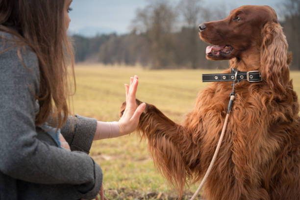 Irish Setter As Service Dog How They re Used And What Makes Them A 