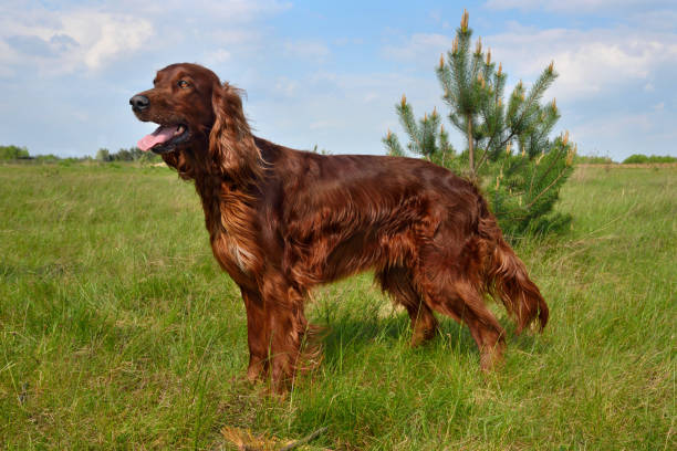 The History of the Irish Setter Breed