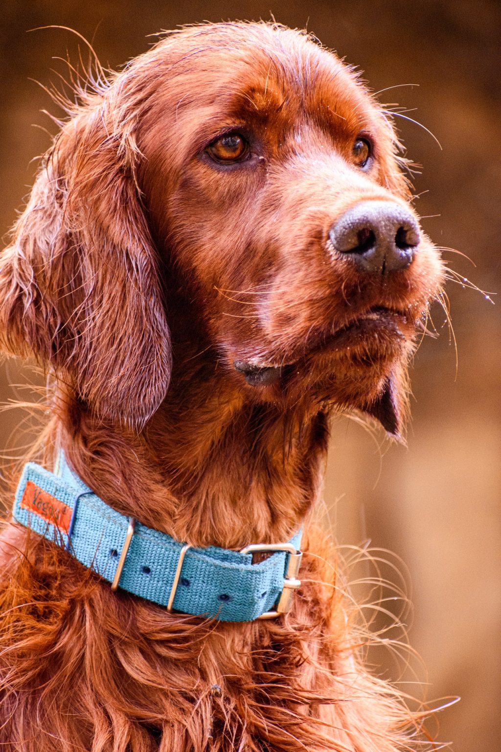 20 Interesting Facts About Irish Setters The Energetic And Friendly