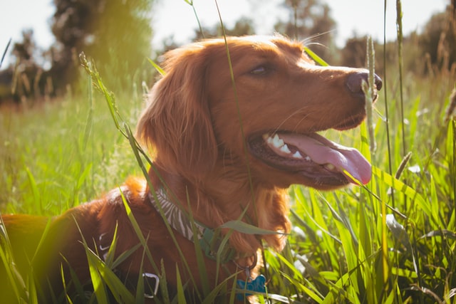 pros and cons of having an irish setter