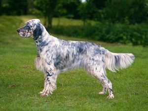 hypoallergenic english setter