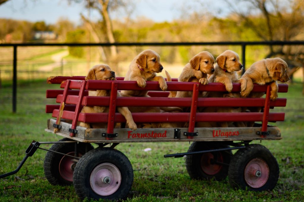 How to Avoid Puppy Mills