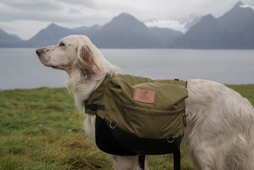 English Setters