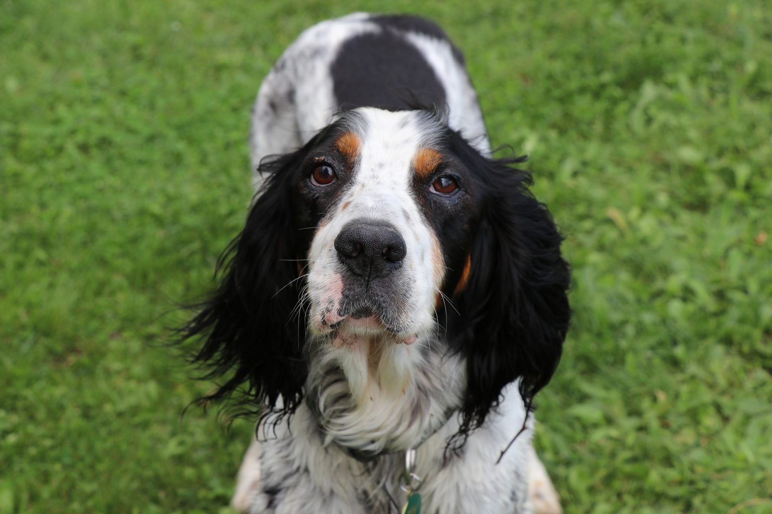 irish-setter-dog-breed-facts-and-personality-traits-hill-s-pet