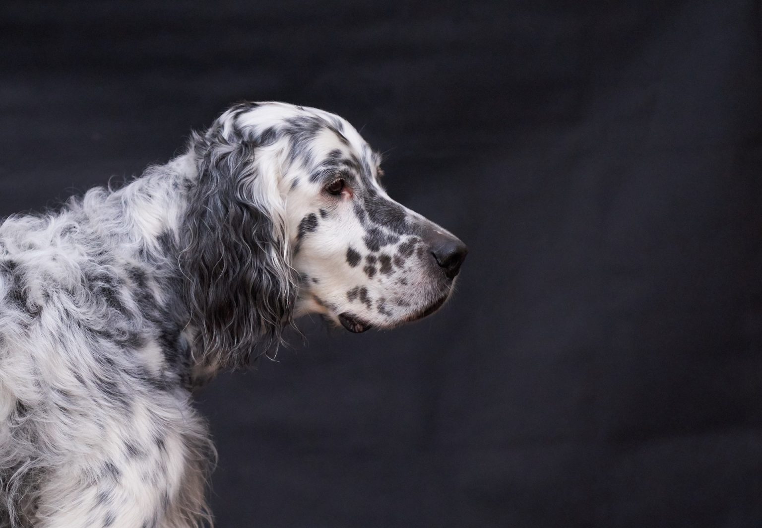 The Different Types Of Setter Dog Breeds - IrishSetterDgs.com