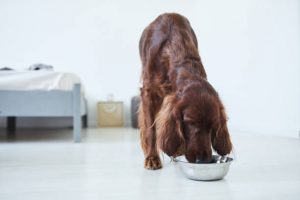 how much do irish setters weigh