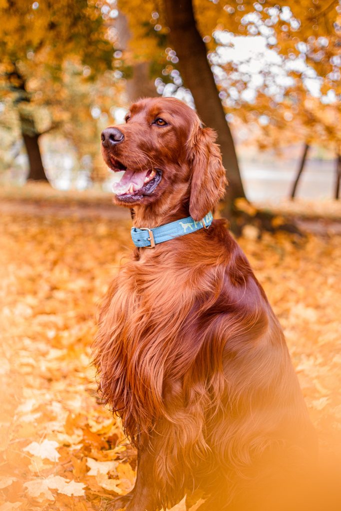 What Are Irish Setters Used For