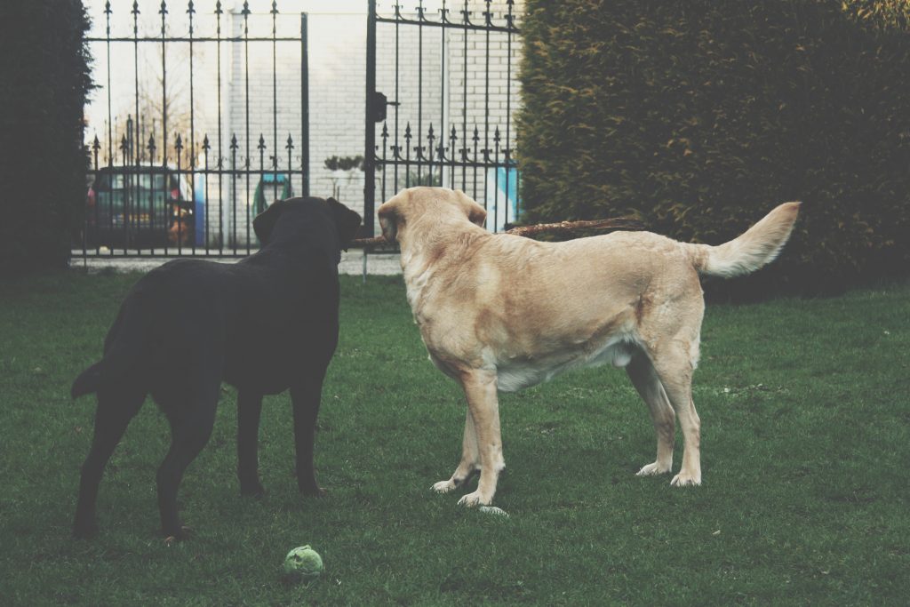 irish setter vs labrador