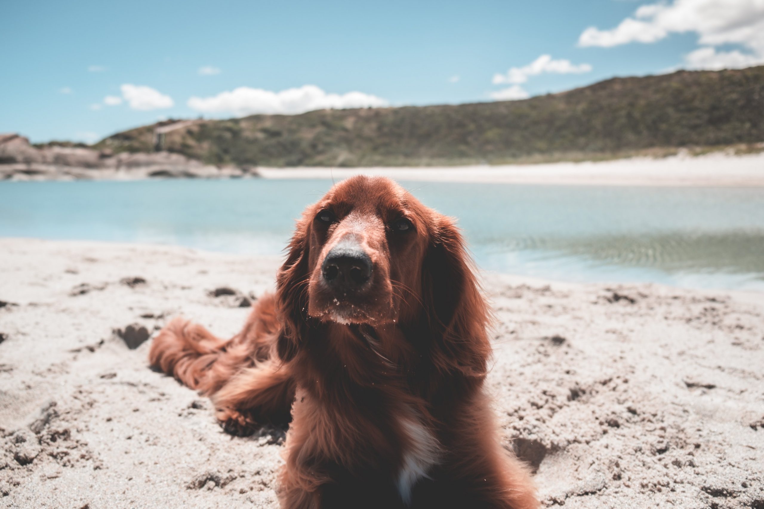 What Is an Irish Red Setter Rescue Dog? - IrishSetterDgs.com