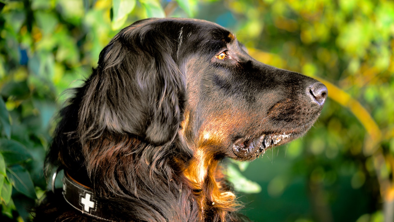 Do Gordon Setters Shed