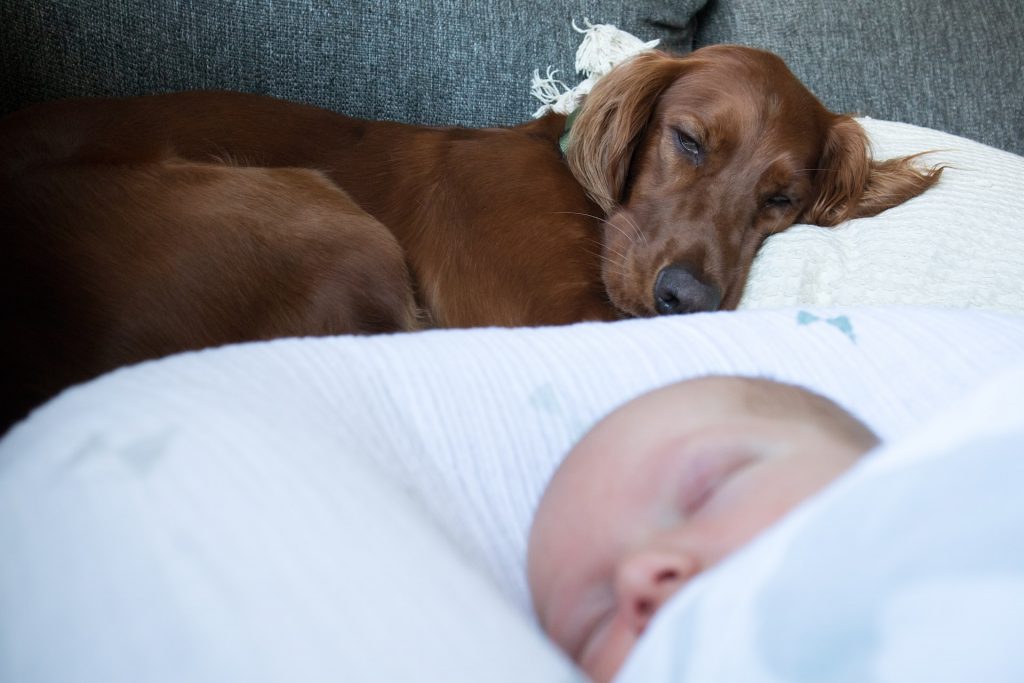 What to Expect When You Adopt an Irish Setter