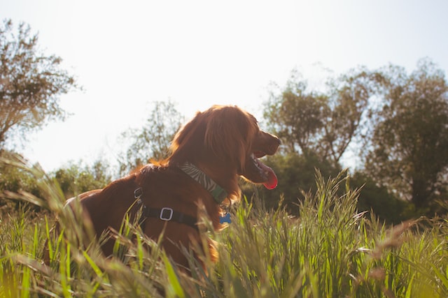 gordon setter temperament