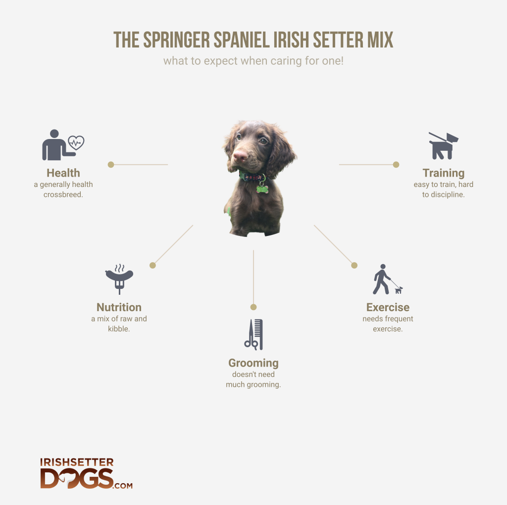 springer spaniel irish setter mix (infographic)