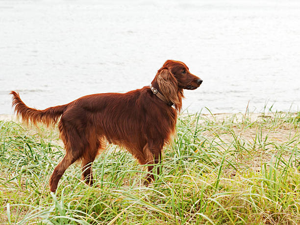 Irish Setter Breeders Washington