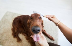 Irish Setter Puppies Ohio