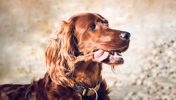 Irish Setter Puppies Michigan