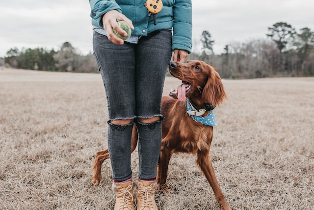 irish setter puppies for sale iowa