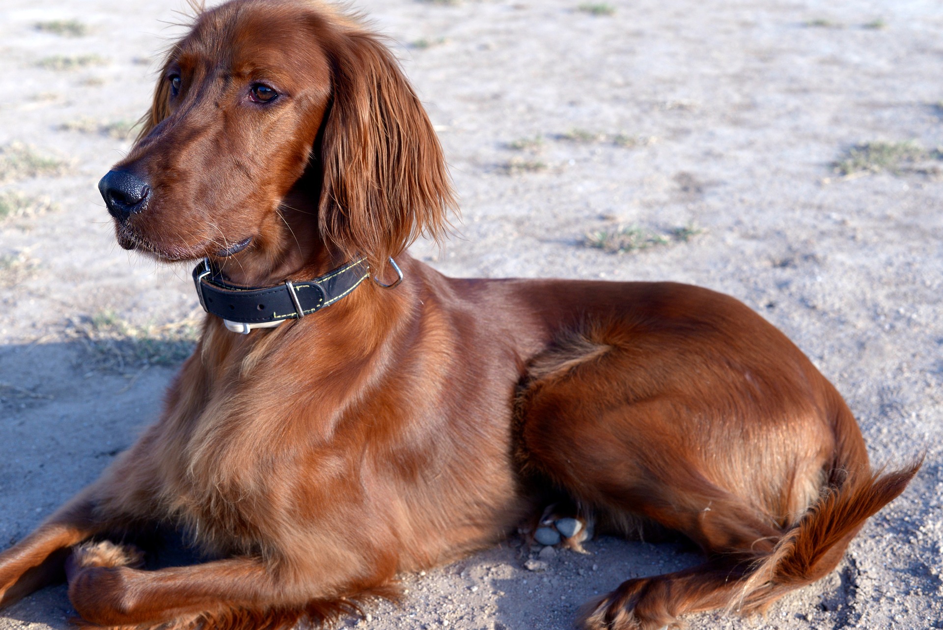 irish setter good and bad