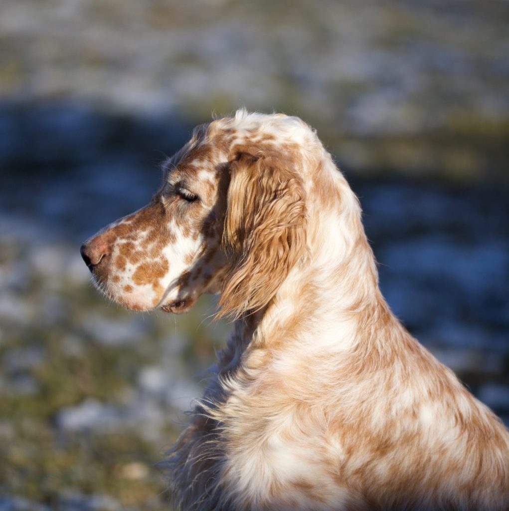 ENGLISH SETTER