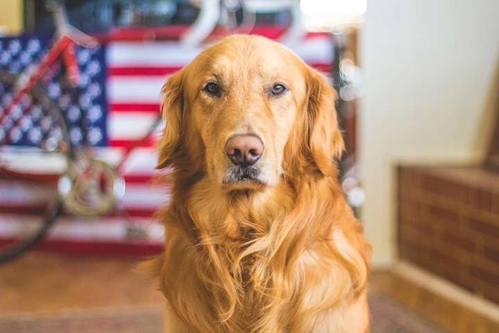 🐶 Golden Retriever - Dog Breed Information, Photo, Care, History 