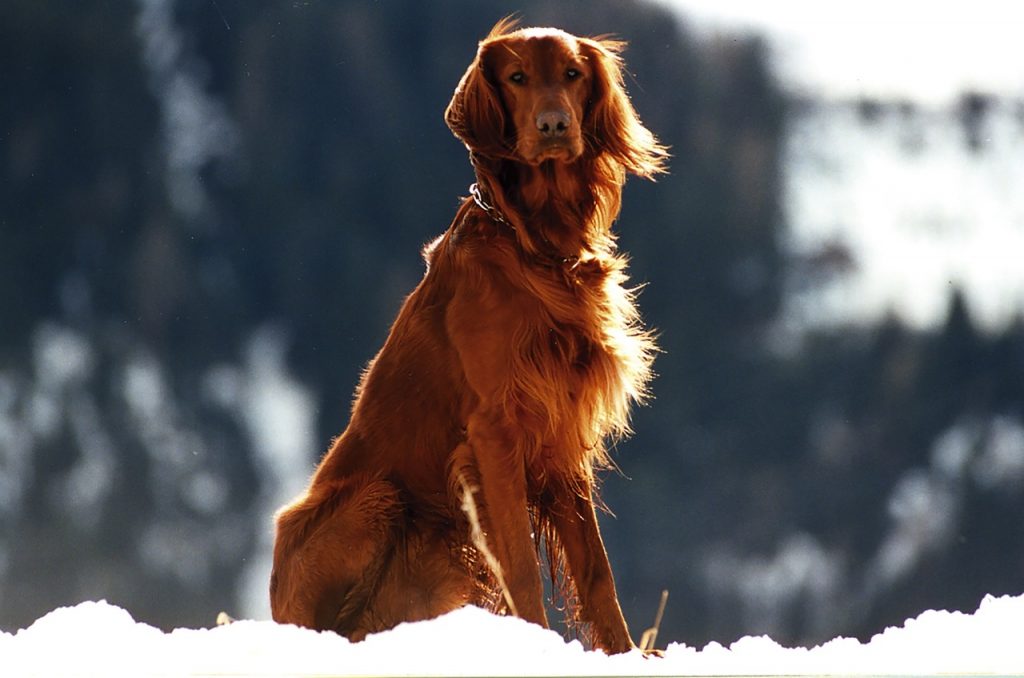 how many puppies do irish setters have