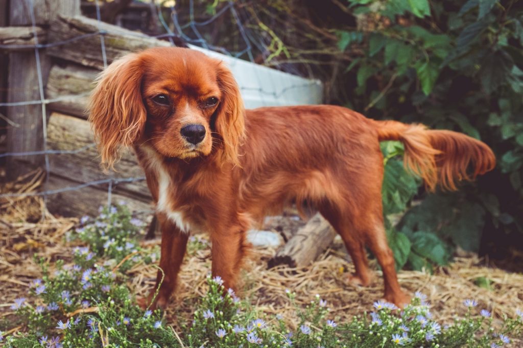 how many puppies do irish setters have