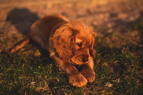 irish setter puppies for sale iowa