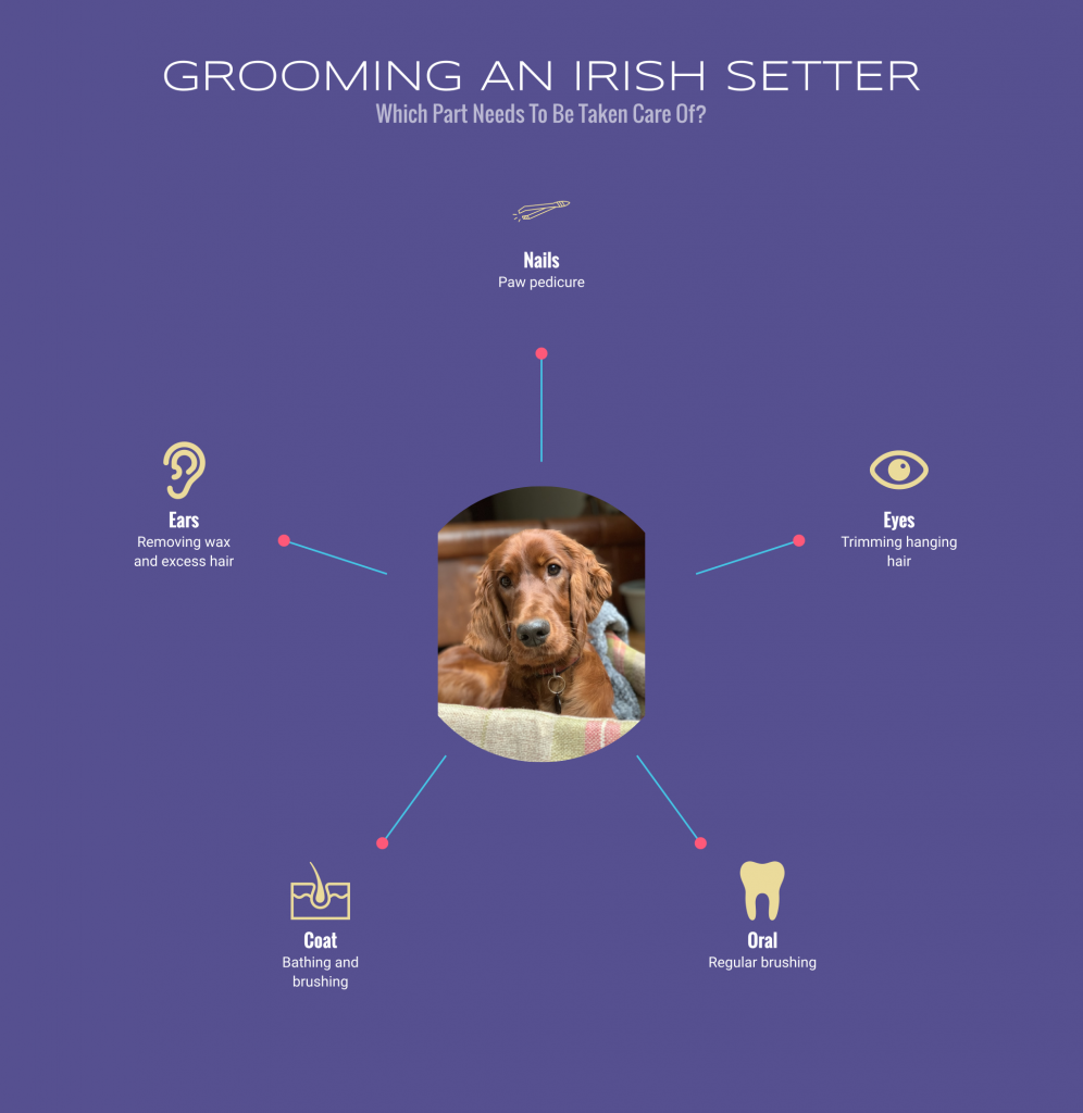 how to bathe an irish setter