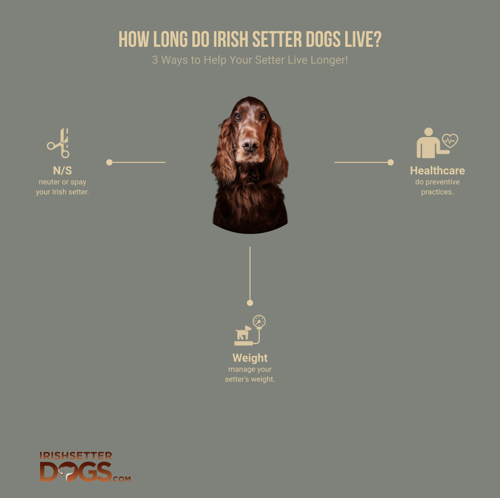 how long do irish setter dogs live (featured image)