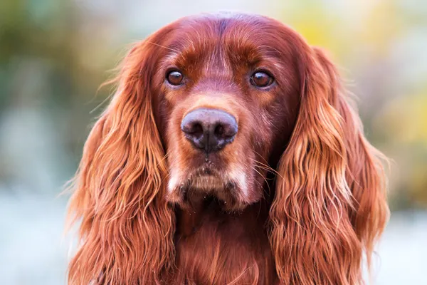 how long do irish setter dogs live (featured image)