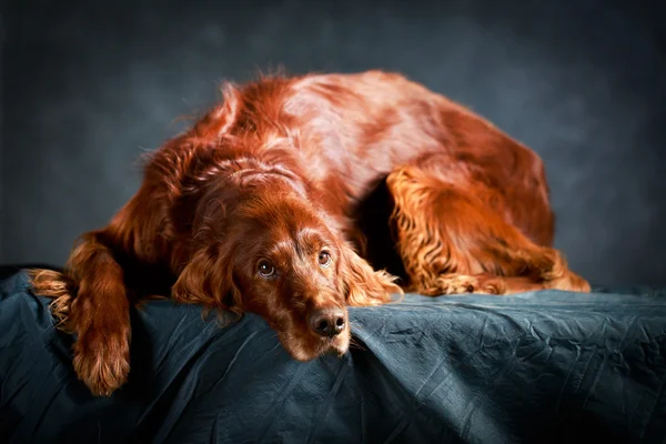 how much are Irish setter dogs